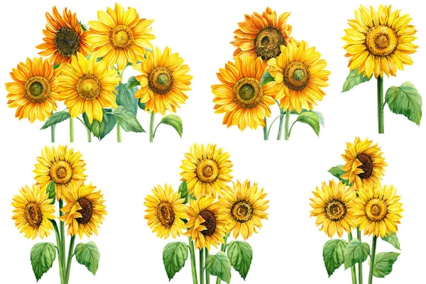 Set cat air Bunga matahari gambar tangan ilustrasi — Stok Foto