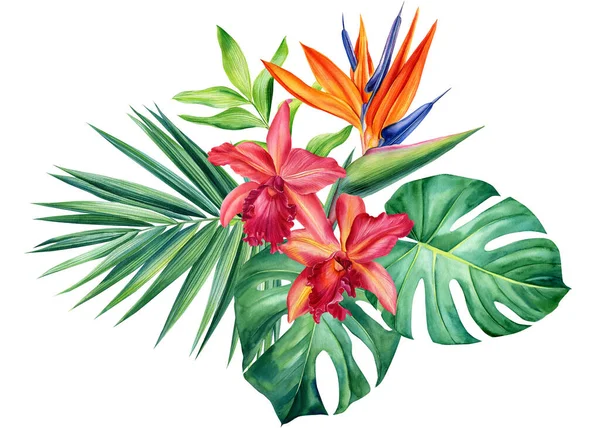 Egzotyczne kwiaty, orchidea, strelitzia, liście palmy kokosowe, potwór, akwarela botaniczna ilustracja, tropikalna flora — Zdjęcie stockowe