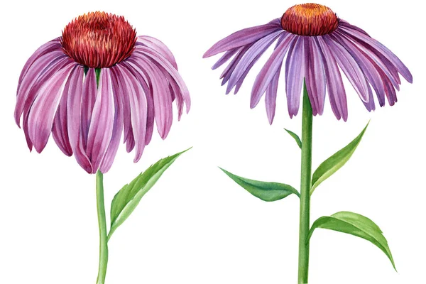 Фиолетовые цветы эхинацея на белом фоне. Акварельная ботаническая иллюстрация. Медицинские травы — стоковое фото