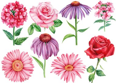 Summer Flowers 'ı beyaz bir arkaplanda ayarla. Suluboya botanik çizim eli
