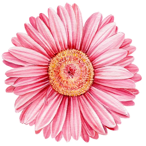 Beyaz arka planda pembe gerbera çiçeği. Suluboya botanik çizimi — Stok fotoğraf