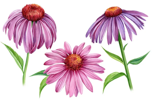 Fleurs violettes échinacée sur un fond blanc. Aquarelle illustration botanique, ensemble d'éléments floraux, dessin à la main — Photo