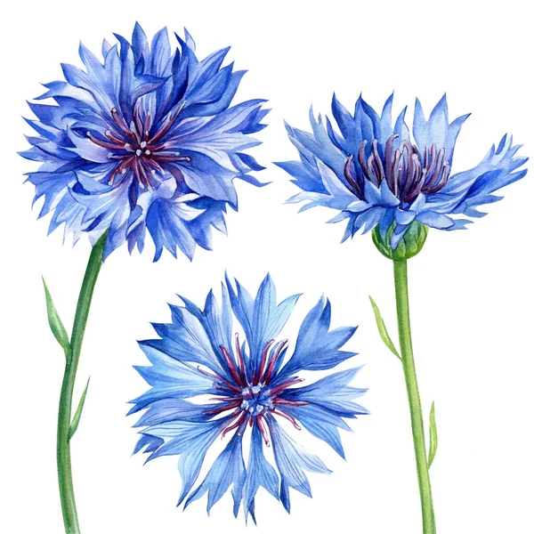 Set fiori di campo fiordaliso. Illustrazione botanica ad acquerello, elementi floreali — Foto Stock