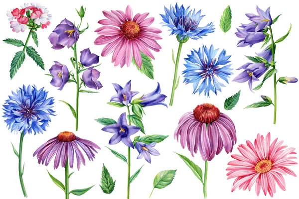 Fleurs bleuets, bleuets, échinacées. Aquarelle illustration botanique, ensemble d'éléments floraux, dessin à la main — Photo