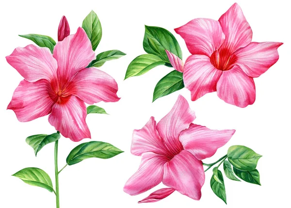 Ροζ τροπικά λουλούδια, υδατογραφία εικονογράφηση, floral clipart — Φωτογραφία Αρχείου