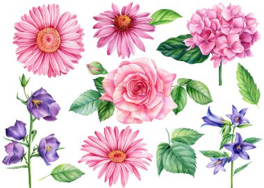 Ortanca, gül, çan çiçekleri, beyaz arka planda ekinezya ve gerbera. Suluboya resimleme, çiçek elementleri 