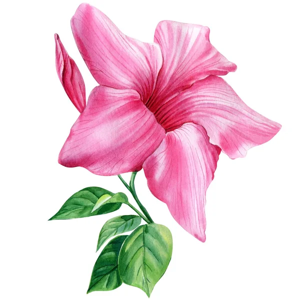 Rosa tropisk blomma, akvarell illustration, blommig clipart, hibiskus — Stockfoto