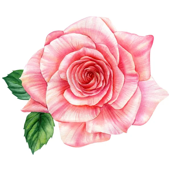 Rosa rosa flor, folhas, aquarela ilustração — Fotografia de Stock