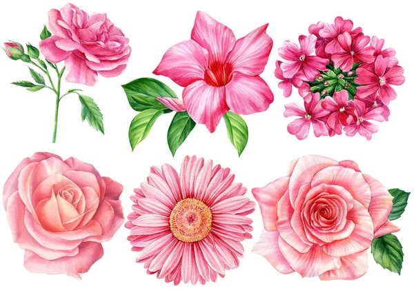 Bloemen klaar. rozen, gerbera, verbena op een witte achtergrond. Aquarel botanische illustratie — Stockfoto