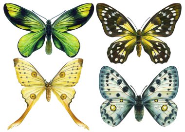 Beyaz arka planda kelebekler. Suluboya botanik çizimi