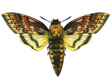 Beyaz arka planda ölü kelebek kafası. Suluboya