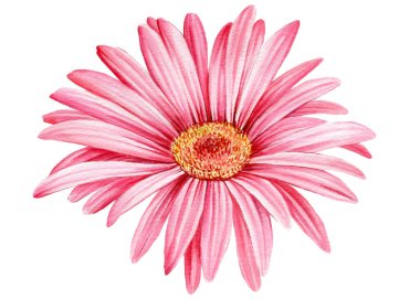 Beyaz arka planda pembe gerbera çiçeği. Suluboya botanik çizimi 