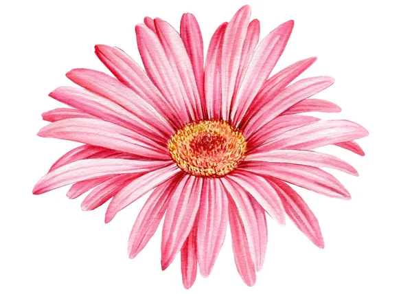 Flor rosa gerbera, sobre un fondo blanco. Acuarela ilustración botánica —  Fotos de Stock
