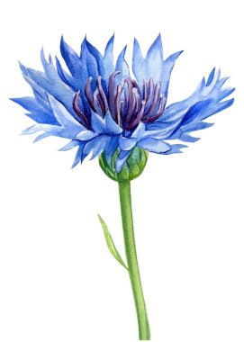 Çiçek çiçekleri, beyaz arka planda botanik çizimler. Suluboya el çizimi