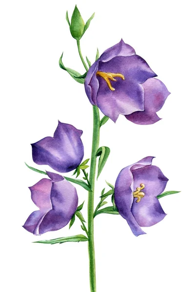 Bluebell na bílém pozadí. Botanická ilustrace akvarelu, kreslená květinová ruka — Stock fotografie