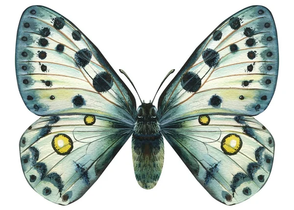 Метелик на білому тлі. Акварельна ілюстрація — стокове фото