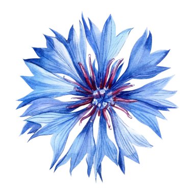 Beyaz arka planda çiçekler var. Suluboya el çizimi çizimi