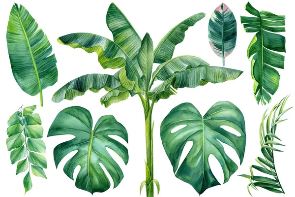 Palmera tropical, hojas de monstera, hojas de ficus, plantas acuarela — Foto de Stock