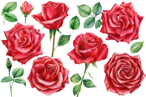 Conjunto rosa vermelha, bela flor no fundo branco isolado, ilustração aquarela, pintura botânica — Fotografia de Stock