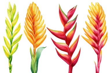 Orman çiçekleri beyaz arka planda izole edilmiş. Suluboya çizimleri.