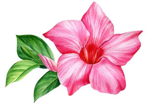 熱帯の花の水彩イラスト。ピンクのプルメリア — ストック写真