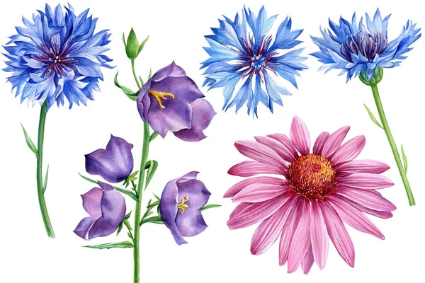 들꽃 케티 나세아, 옥수수 꽃, 블루 벨. 수채화 식물학 삽화, 꽃 무늬 — 스톡 사진