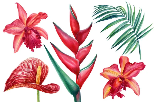 Fleurs orchidée, héliconie, anthrium sur un fond blanc isolé, illustration aquarelle, peinture botanique — Photo