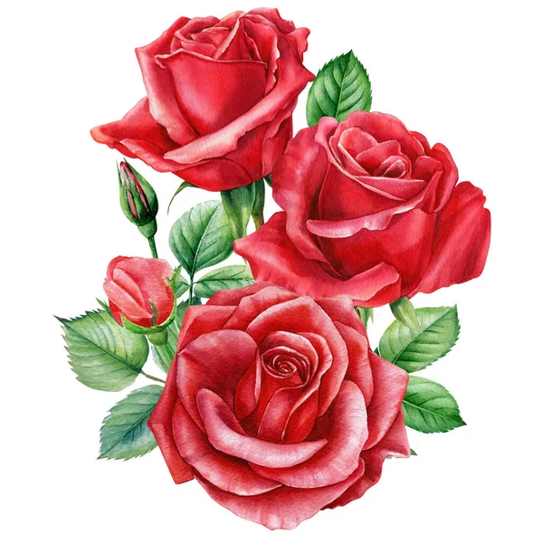 Lindas rosas, botões e folhas, ilustração aquarela — Fotografia de Stock