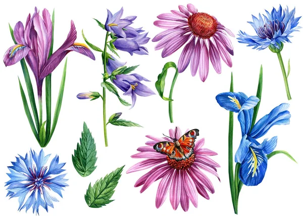 Kwiaty chabry, tęczówki, dzwoneczki, echinacea. Akwarela botaniczna ilustracja, zestaw elementów kwiatowych — Zdjęcie stockowe