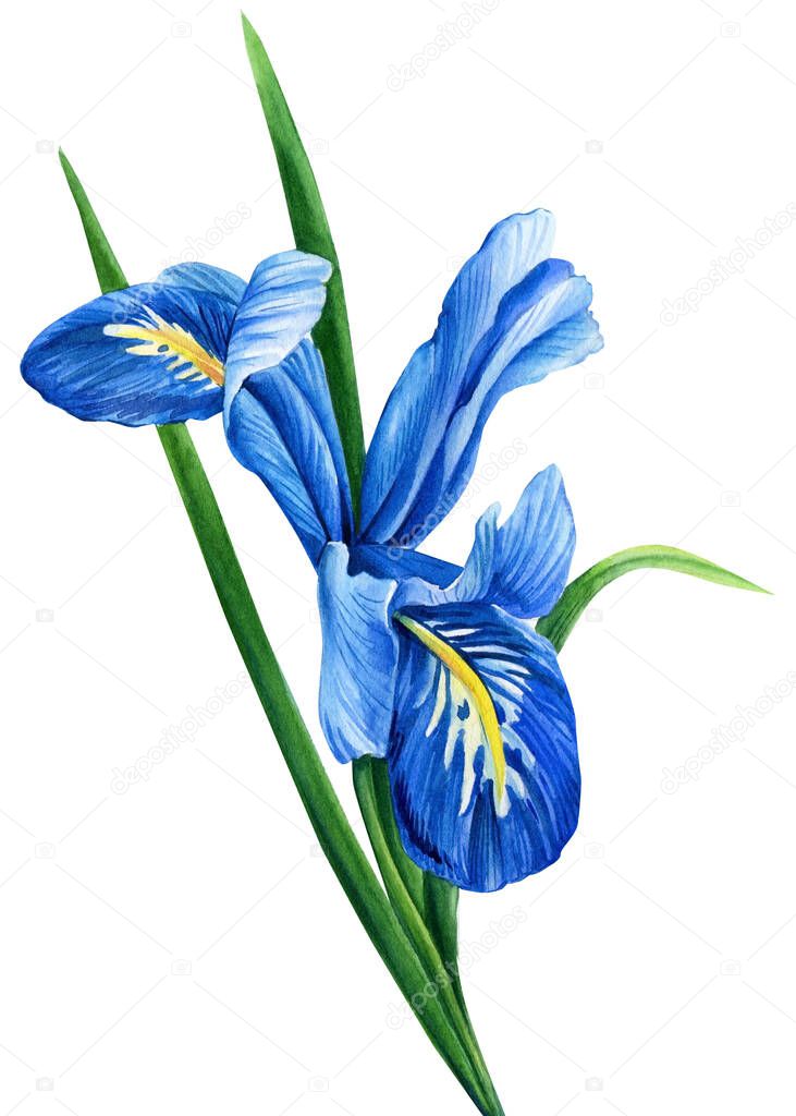 iris watercolor, flower illustration, botanical painting, summer flora