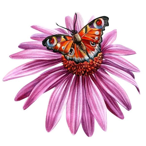 Метелик на квітці на білому тлі. Акварель ботанічна ілюстрація . — стокове фото
