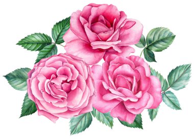Pembe çiçekler, bir buket gül, beyaz arka planda suluboya resim. Botanik illüstrasyon