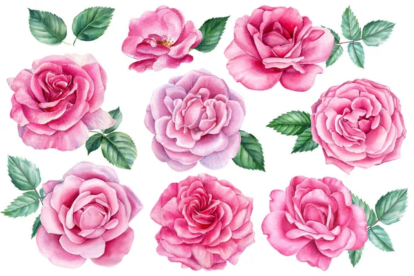 Conjunto de flores bonitas. Rosas, botões e folhas sobre um fundo branco, pintura aquarela, elementos florais — Fotografia de Stock