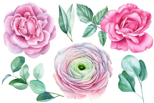 Conjunto de elementos florais de rosas, folhas de ranúnculo e eucalipto, pintura botânica aquarela — Fotografia de Stock