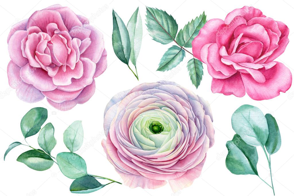 Floral set elements from roses, ranunculus and eucalyptus leaves, watercolor botanical painting