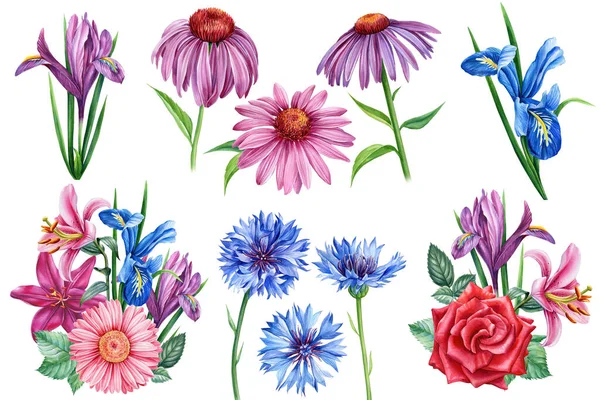 Σετ λουλουδιών ίριδας, τριαντάφυλλου, εχινάκειας, κρίνου και καλαμποκιού. Υδατογραφία βοτανική απεικόνιση, floral στοιχεία για το σχεδιασμό — Φωτογραφία Αρχείου