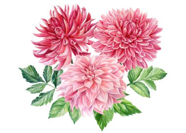 Pembe yıldız çiçekleri izole edilmiş beyaz arka plan, suluboya botanik resim, narin çiçekler.