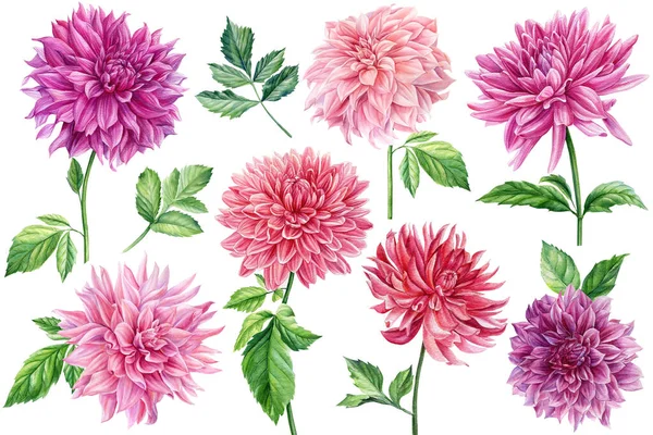 Набор цветов и листьев георгины, акварельная ботаническая живопись — стоковое фото