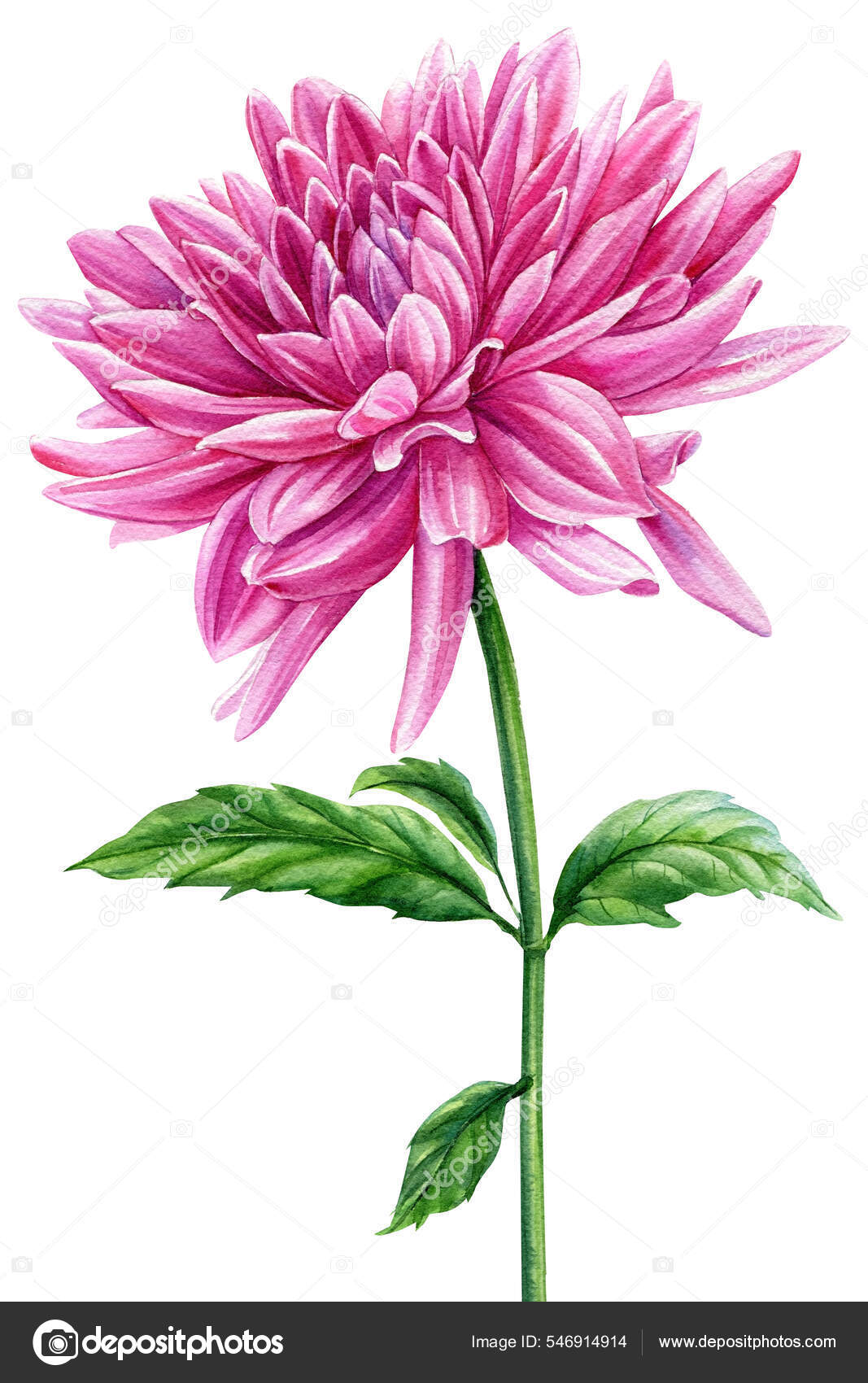 Dahlia Botanical Illustration