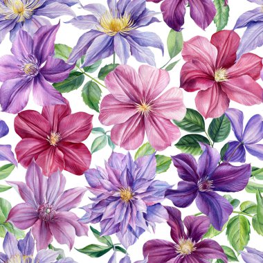 Mor çiçek. Clematis suluboya, botanik illüstrasyon, el çizimi, kusursuz desen