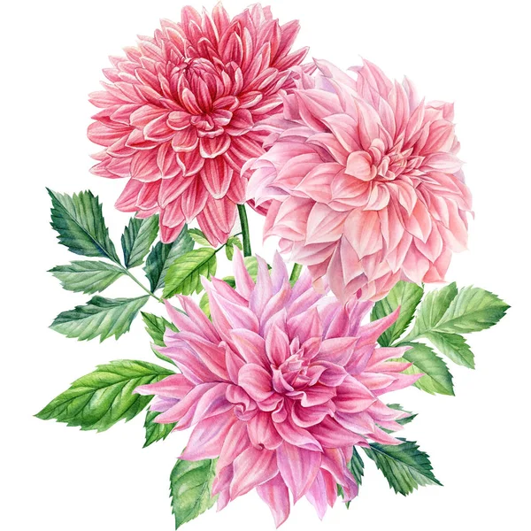 Yıldız çiçekleri, yapraklar, suluboya botanik resimler.