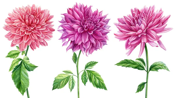 Színes virágok, akvarell botanikai illusztráció, kézrajz. Dahlia virágok — Stock Fotó
