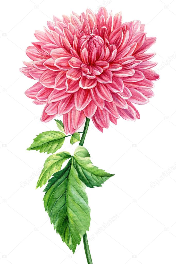 Pink dahlia isolated white background, watercolor botanical painting, delicate flower