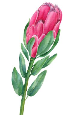 Protea çiçeği botanik illüstrasyonunu izole etti. Elle boyanmış Avustralya florası.