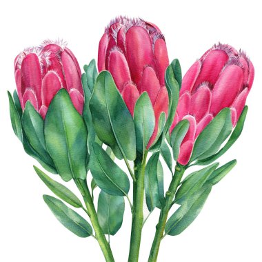 Protea, yapraklar, dallar ve çiçeklerle suluboya resimler. Bohem düğün kartı.