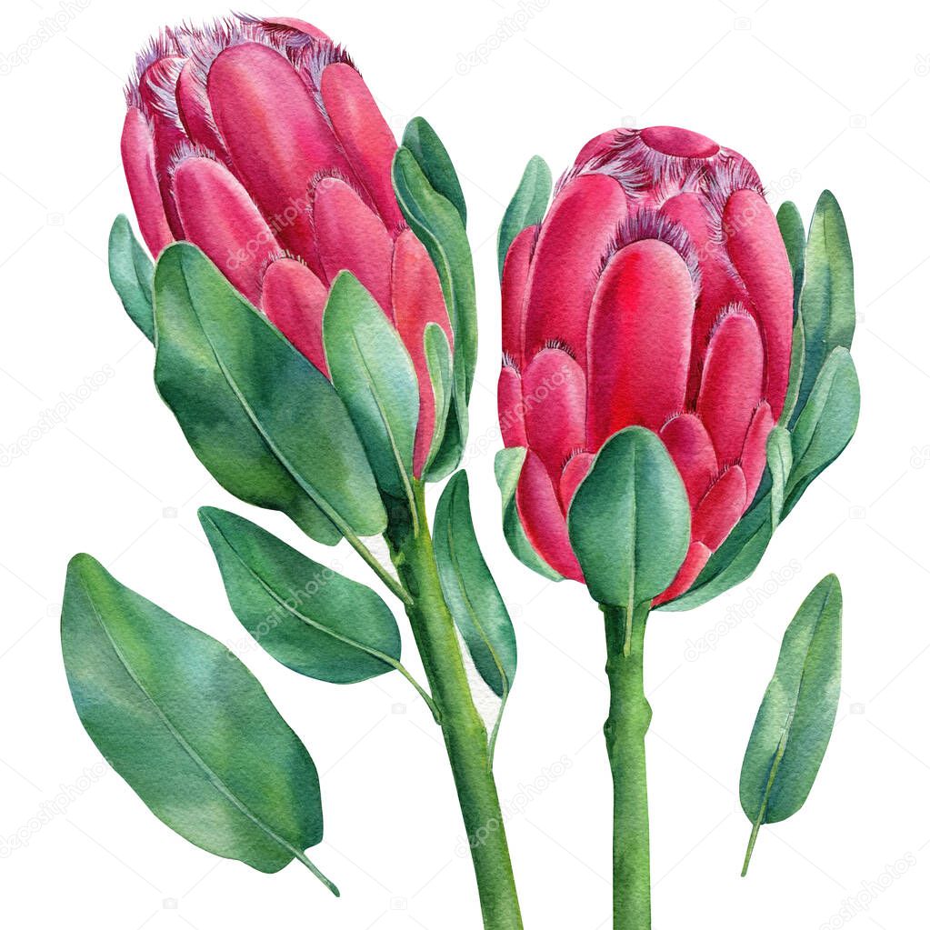 Watercolor set isolated drawing exotic flower, leaves. Protea flowers Australia, watercolor illustration