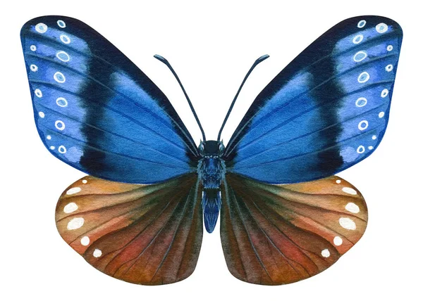 Υδατογραφία πολύχρωμη πεταλούδα απομονωμένη σε λευκό φόντο. Καλοκαίρι μπλε πεταλούδα εικόνα. — Φωτογραφία Αρχείου