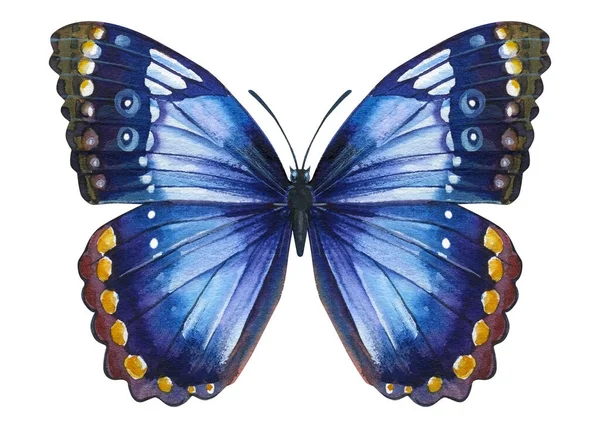 Mariposa acuarela, aislada sobre fondo blanco. Ilustración tropical —  Fotos de Stock