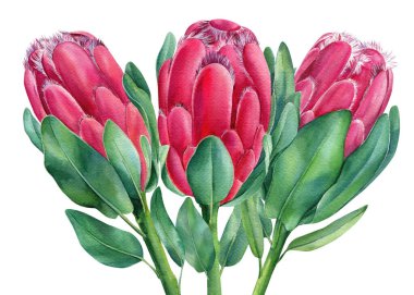 Protea çiçekli suluboya flora çizimi. Tropik düğün kartı. Tropik çiçek. Çiçek tasarımı