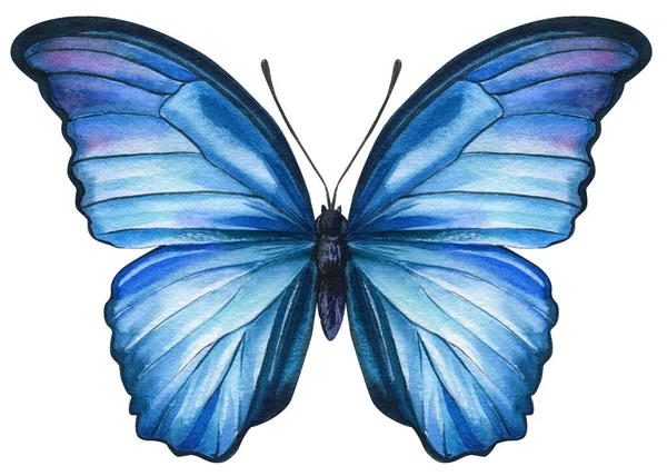 Mariposa azul sobre un fondo blanco aislado, acuarela ilustración, dibujo a mano, pintura —  Fotos de Stock